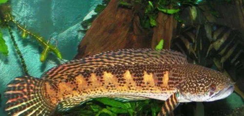 雷龙鱼是一种生长在亚热带地区的鱼类