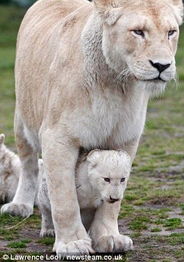 网友拍摄 三胞胎白色狮子宝宝亮相