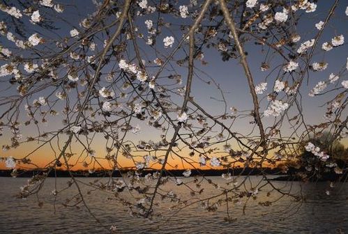 华盛顿潮汐湖畔千株樱花日暮时分美景到底有多么美 