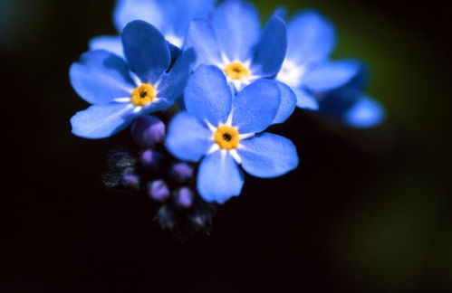 靛蓝色的花有哪些？