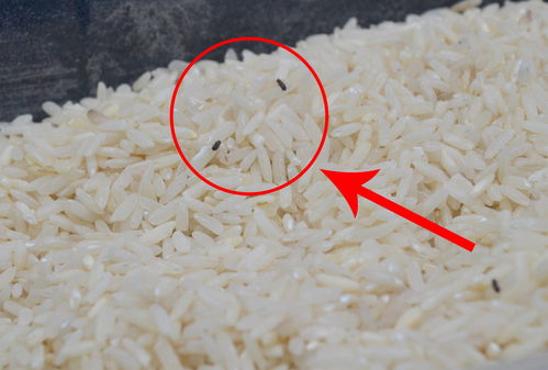 顾客买米后发现有虫,与超市起争执 大米如何防虫呢