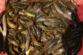 杭州农都水产批发市场专业批发泥鳅黄鳝龙虾 