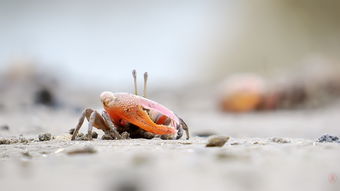 海滩的小螃蟹