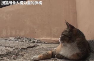 流浪猫多次想引起路人注意,女子跟着它前行,却在墙内发现了小猫