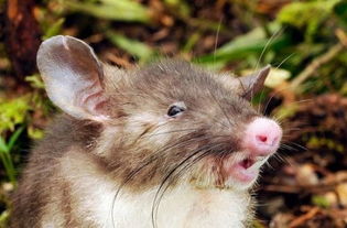 印度尼西亚惊现新物种 猪鼻鼠 老鼠长着猪鼻子 图
