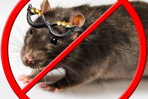 老鼠会传染鼠疫吗 