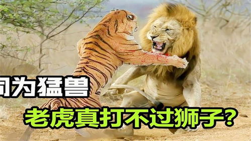 为何都说老虎打不过狮子 当老虎碰到非洲狮,到底谁会赢呢
