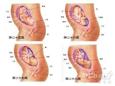 7个月的胎儿？孕七个月胎儿发育完善了吗