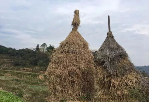 草垛垛,一年的劳作脚步突然停下