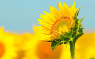 太阳花的茎叶能吃吗有毒吗 太阳花当成马齿苋吃了