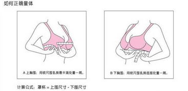 74厘米胸围是多少杯罩 