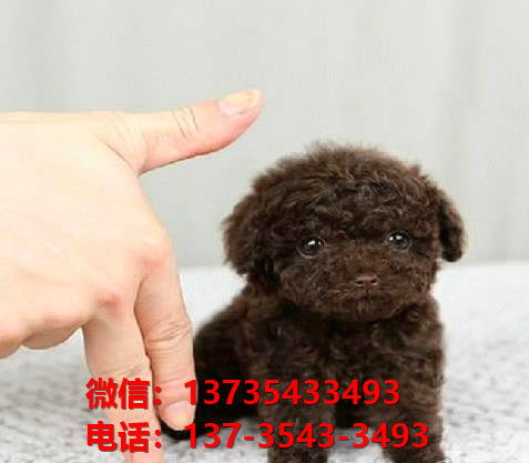 上海宠物狗犬舍出售纯种贵宾犬宠物狗市场网站信息哪里有卖狗领养
