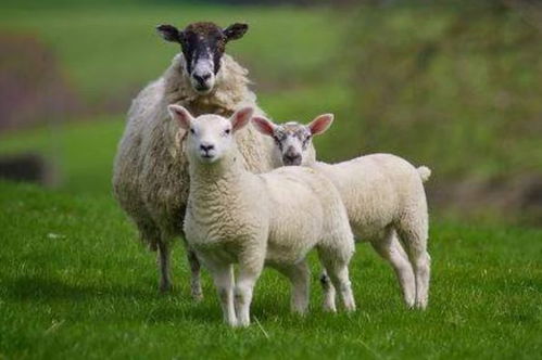 属羊人2021年,生肖羊有3大喜来临,属羊人看看什么喜