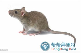 老鼠危害大,灭鼠公司有防治老鼠好方法 