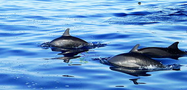 不爱跳岛的游客不是好玩家 看海豚 巴里卡萨 处女岛 美食 薄荷岛游记攻略 