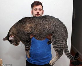 肥猫风潮正在流行,猫奴们网上分享自家肥猫的照片 