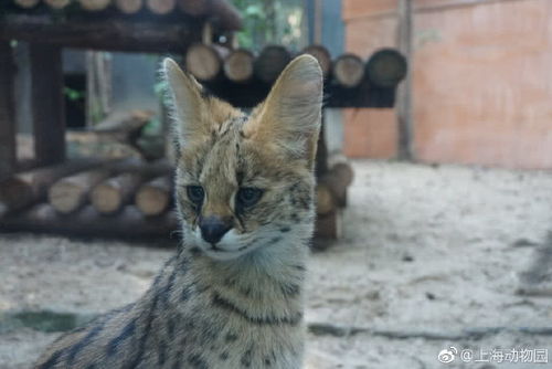 是会取名的浮莲子 上海动物园把薮猫取名为塔诺西