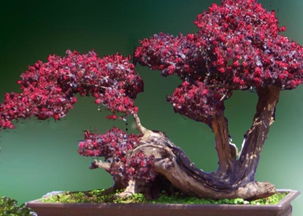 红花继木盆景怎么养,红叶檵木盆景养殖方法？