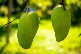 芒果种子怎么种绿植,利用芒果的种子怎么种植小芒果树盆栽