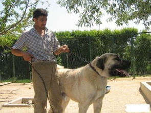世界上最厉害的狗 到底 是土耳其 坎高犬 还是 巴基斯坦库达呢 
