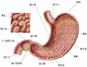 胆汁反流性胃炎伴糜烂为什么总治不好 这个环节出现了问题