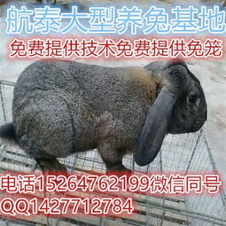公羊兔养殖场教您公羊兔常见疾病防治方法