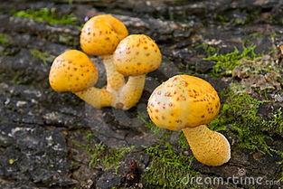 54种食用蘑菇的种类图片 可食用的蘑菇图片