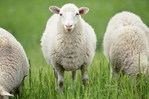 2021年属羊人的喜事,生肖羊有4大喜来临,速度看看是什么喜