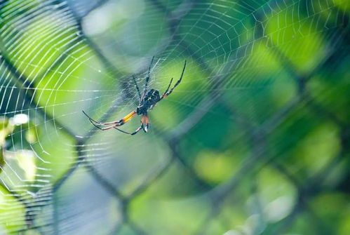 为什么蜘蛛不会被自己的网粘住