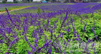 蓝花鼠尾草种植方法图片,蓝花鼠尾