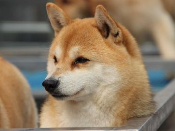 图 深圳出售纯种美系柴犬日本中小型犬短毛黑色幼犬家 深圳宠物狗 