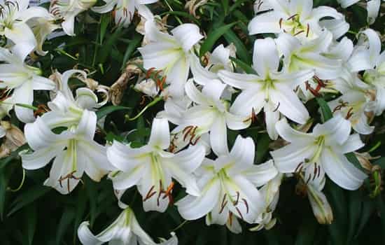 白色香水百合的花语：纯洁与高雅，心灵之约的秘密