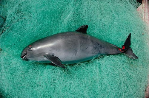全球仅剩10头,小头鼠海豚接近灭绝,但新研究却称它们不会消失