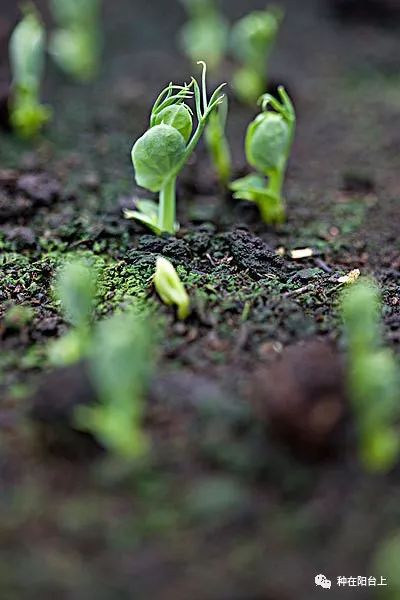 打开 蔬菜伴侣 种植的正确方式,台长给你6个种植建议