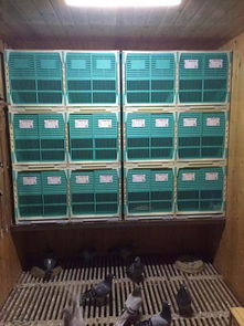 配对笼巢箱环保塑料种鸽饲养巢箱产品展示 
