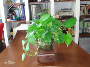 这种植物叫什么名字,适合放办公桌上摆放吗 