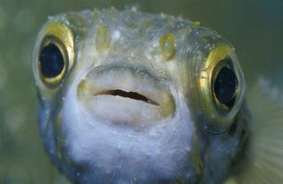 我的鱼生病了 眼睛上有一层白膜 