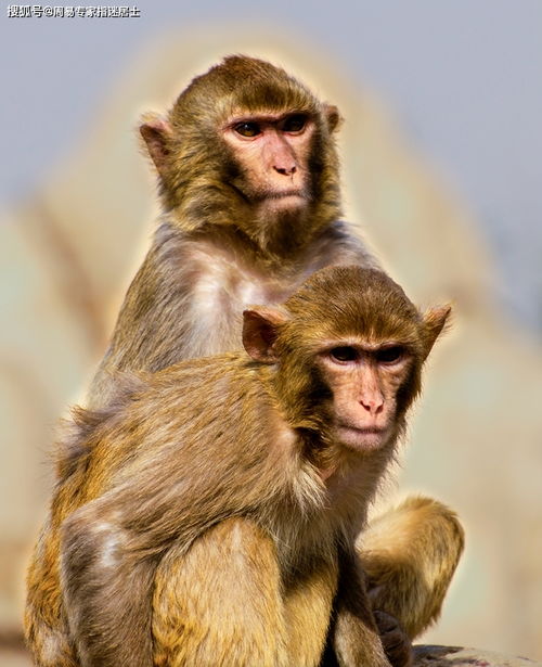 生肖属猴人2020年下半年每个月运势吉凶解析