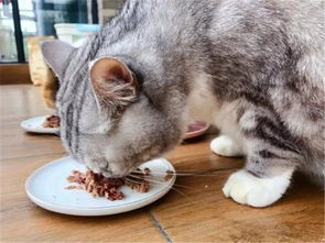 猫咪吃猪肉会更胖 喂食瘦猪肉好处并不少,只是饮食习惯不同