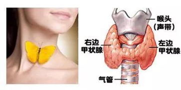 甲状腺冷知识大全(甲状腺疾病科普知识)