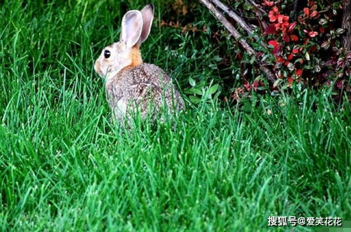 108岁算命大师 属兔人的晚年 鸡飞狗跳 尤其是75年的速看