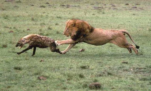 狮子抓住鬣狗后都怎么处理,网友 反正不会吃它,这是为什么呢