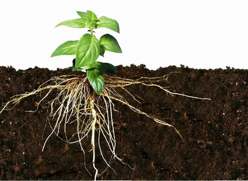 铁树球茎怎么快速生根,铁树怎样养才能生根快杀菌 铁树如何养根