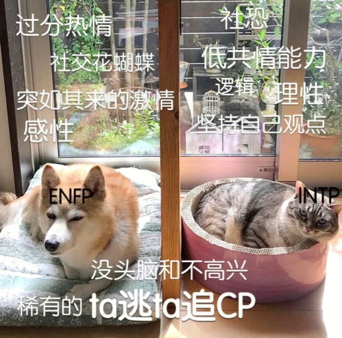 Enfp x Intp的相处日常 