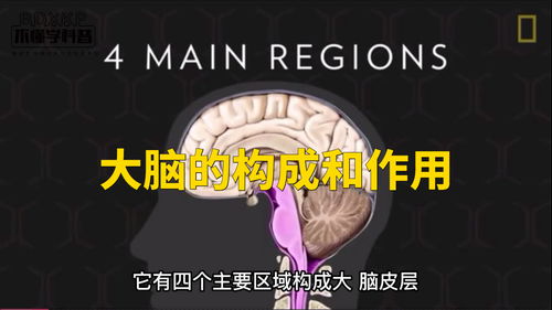 大脑是人体最复杂的器官,你了解它的构成吗 如何才能降低老年痴呆的发病率 