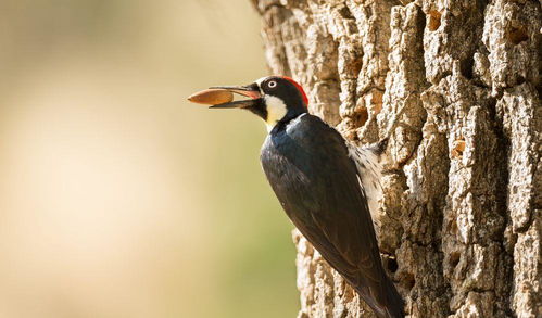 啄木鸟一种令人着迷的动物,它是益鸟还是害鸟