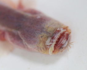 太湖发现形似科幻异形生物罕见紫鳗虾虎鱼