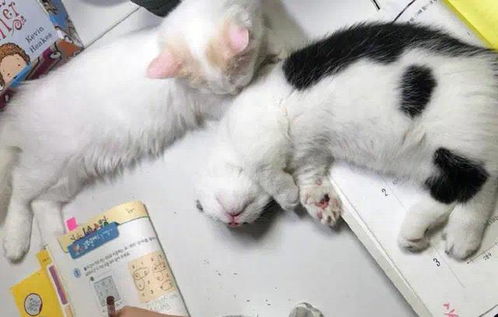 小主人写作业,两只猫监督着就睡觉了,说好监督呢