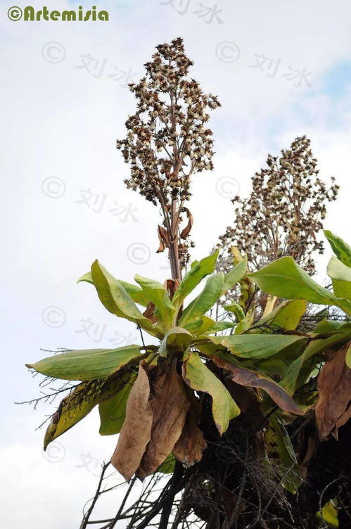 千里木丨东非高原的植物巨人