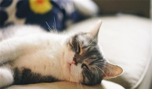 猫为什么喜欢赖在床上和人一起睡觉 背后的原因令人心疼